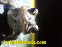 /home//u458753944/public_html/sourcegallery//Roxborough Toad Detour/2022/2022-03-17/P3170879.JPG